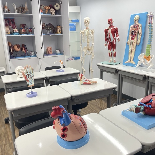 Laboratório de anatomia da FPCS, com modelos anatômicos